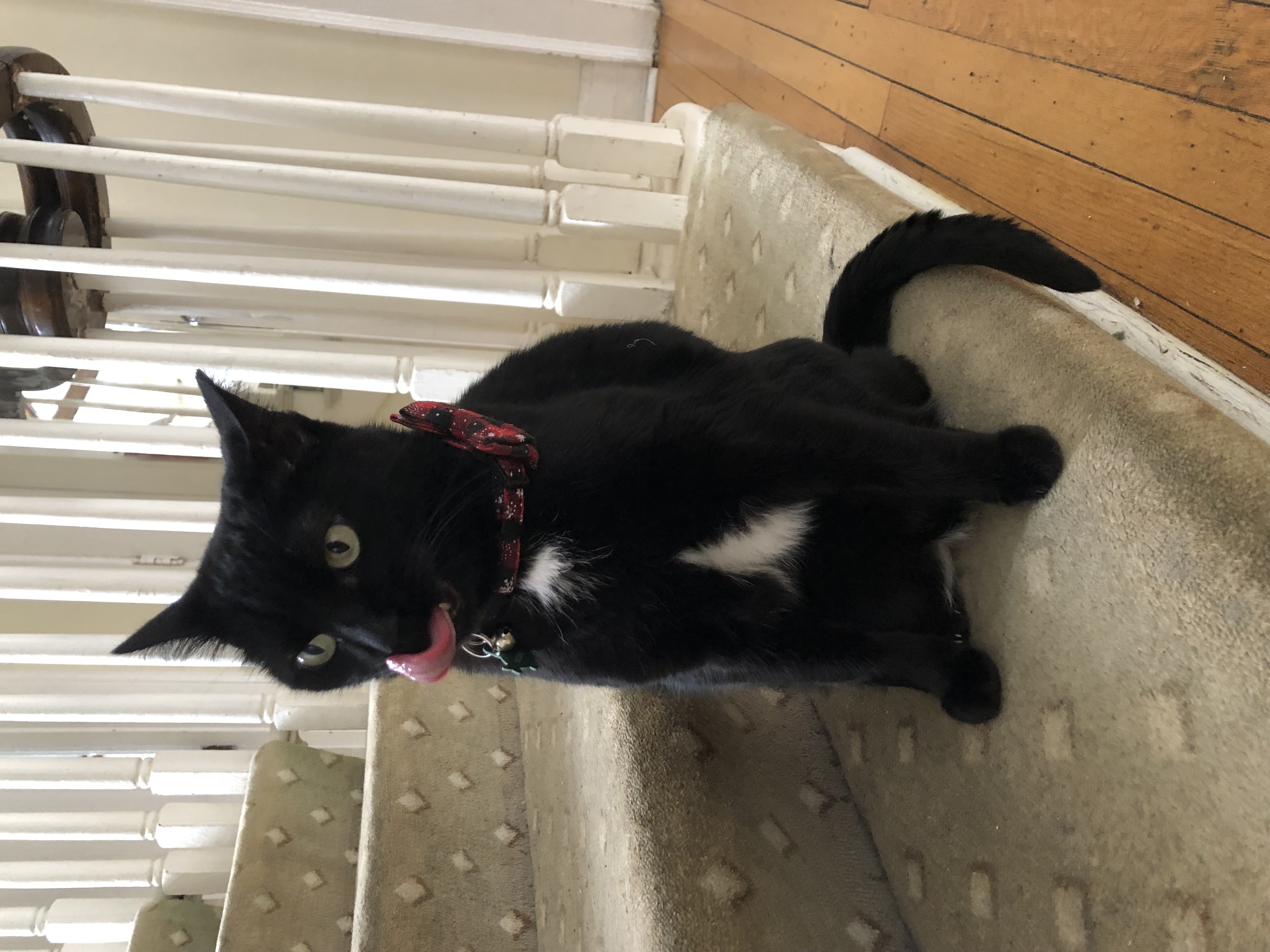 Black cat Nora sits on the stairs with her tongue sticking out